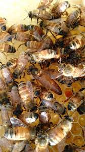 Vermont Beekeeping Supply