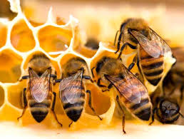 Prepper Bee Supply