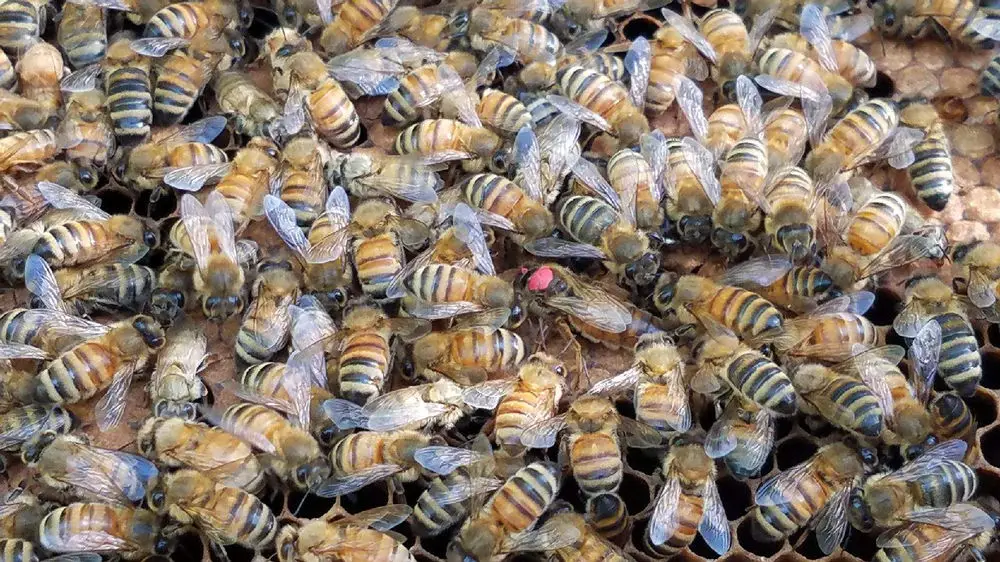 Orange County Beekeeping Supply