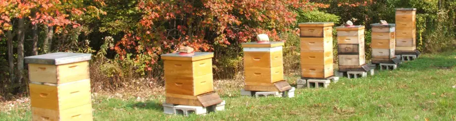 Autumn Morning Farm Beekeeping Supplies
