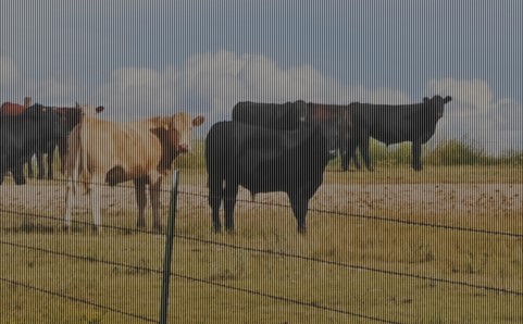 High Plains Cattle Supply