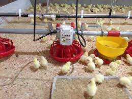 Poultry Equipment Plus, Inc.