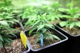 Growers Choice Cannabis Seeds