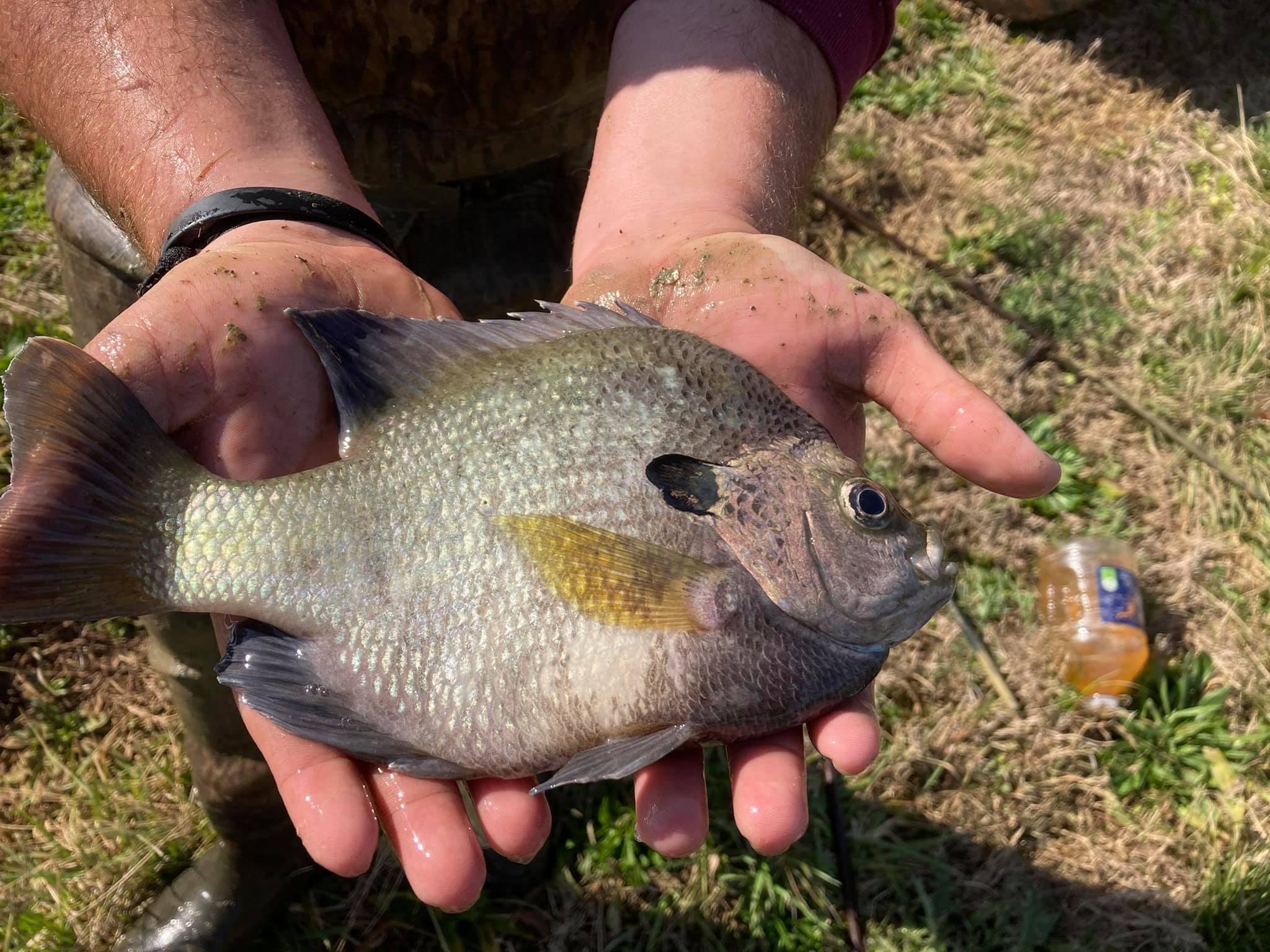 Check out this giant Coppernose Bluegill. Coppernose get bigger and train to feed better than native bluegill.