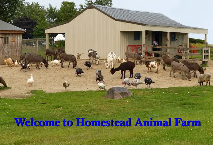 Homestead Animal Farm