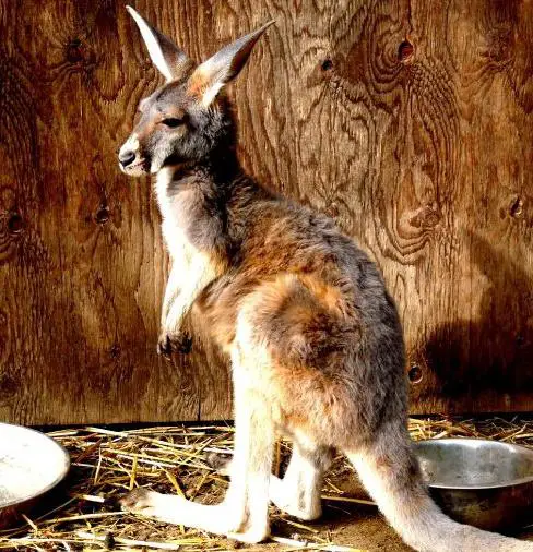 Business logo of The Outback Kangaroo Farm