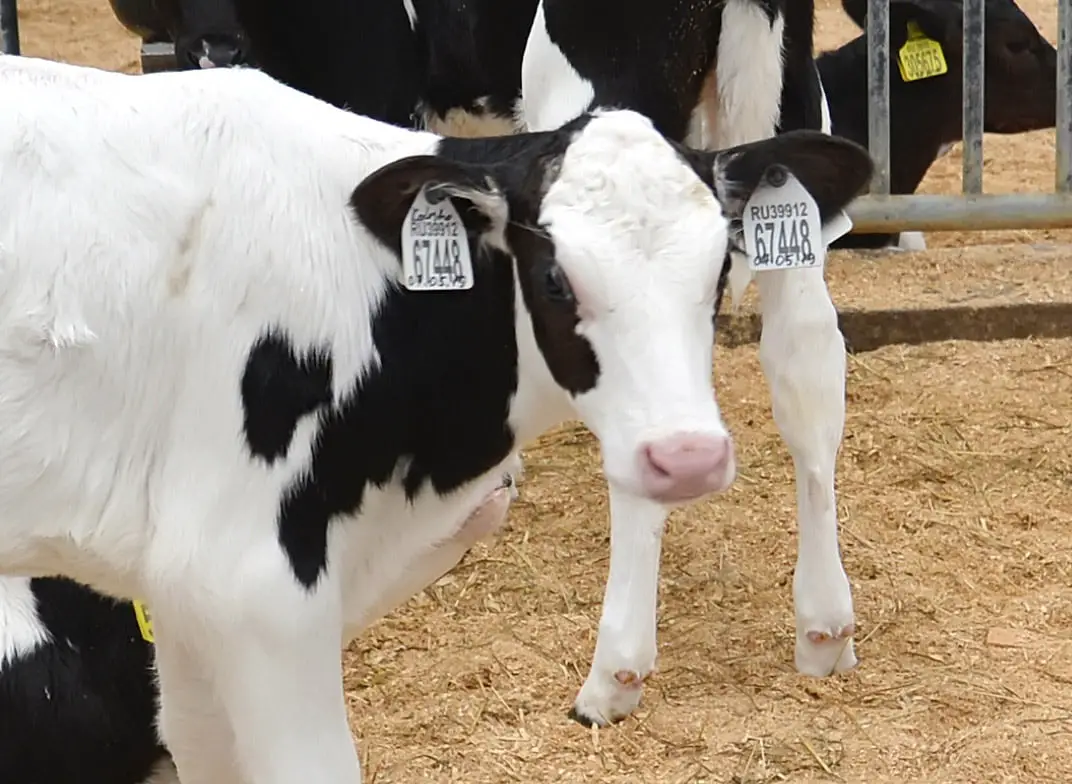 National Dairy FARM Program