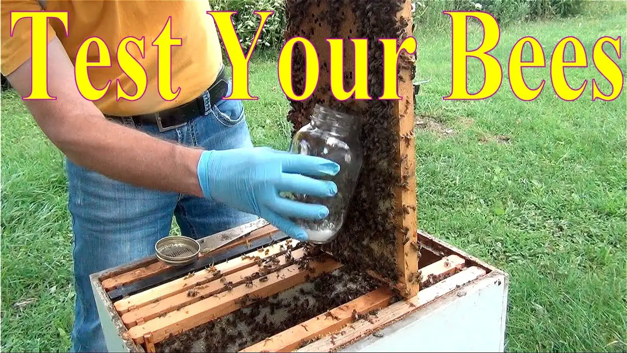 Long Lane Honey Bee Farms
