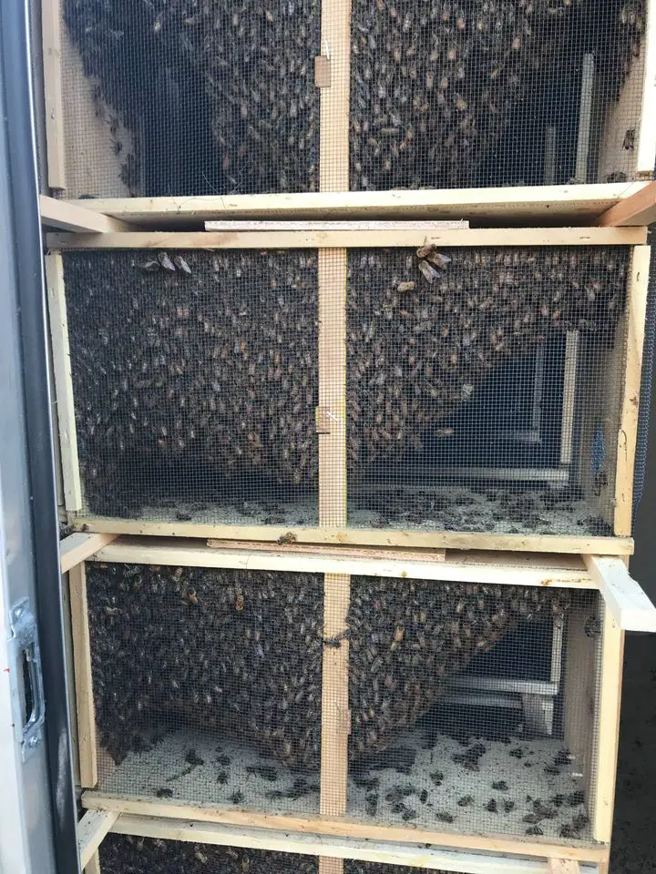 Spicer Bees