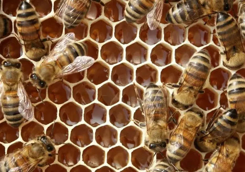 The Carolina Honey Bee Company