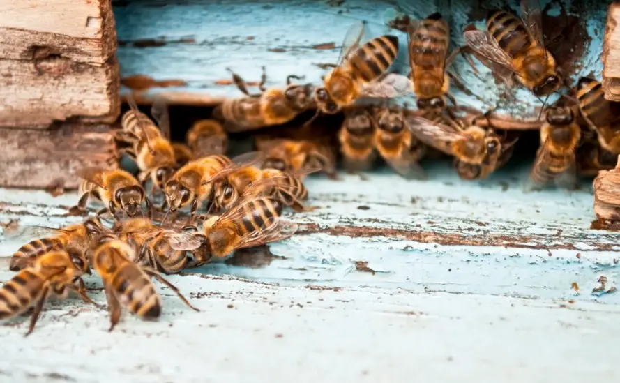 The Carolina Honey Bee Company