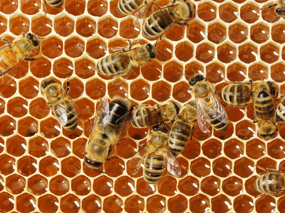 Maui Honey Bee Sanctuary