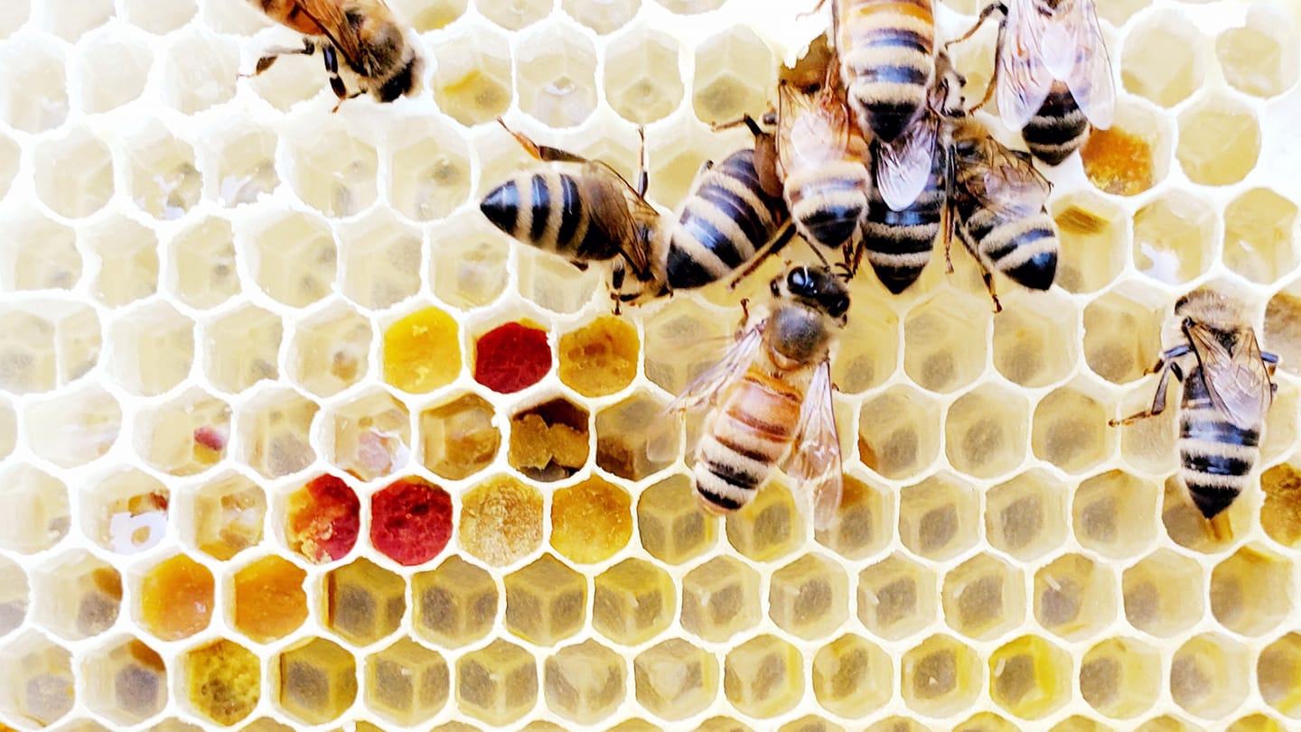Pointer Bee Farm