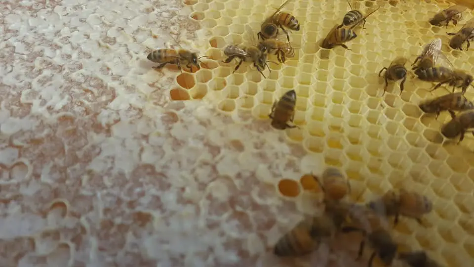 Pointer Bee Farm
