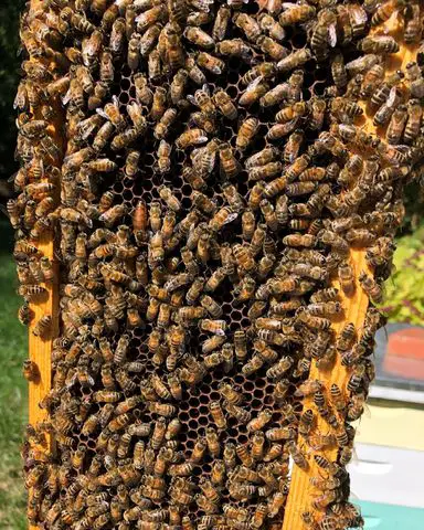 Metro Atlanta Beekeepers Association
