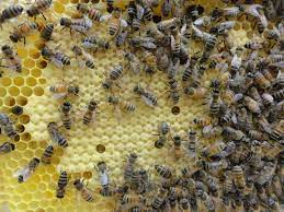 Northeastern Kansas Beekeepers