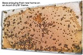 Acorn Beekeeping