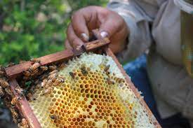 BeeWeaver Honey Farm
