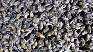 Olivarez Honey Bees, Inc.