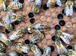Olivarez Honey Bees, Inc.