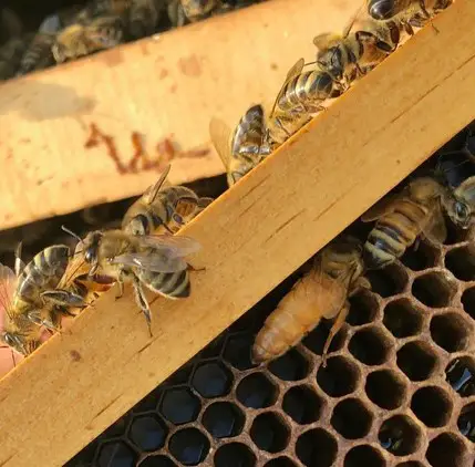 Killer Bees Honey