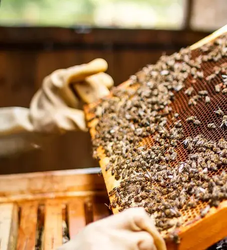 Miller Honey Farms