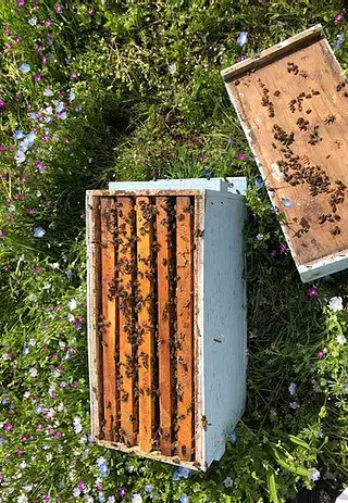 Miller Honey Farms