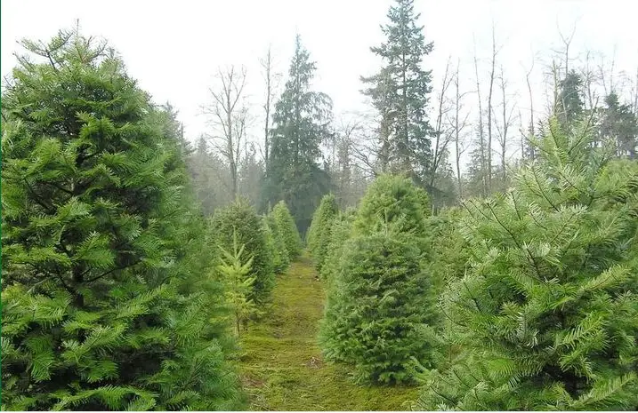 Farmer Brown's Christmas Tree Farm