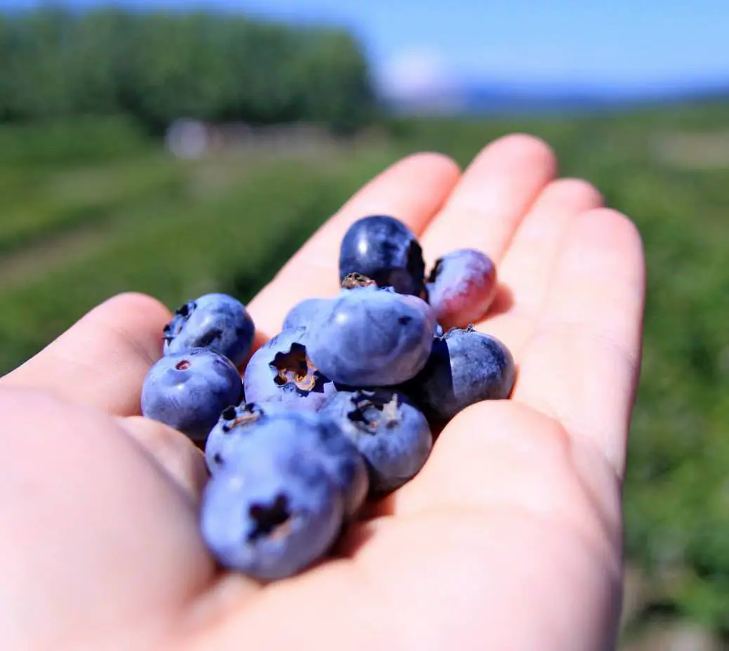 Larry's Berries  Clark's Blueberries