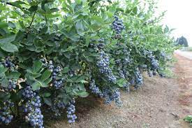 Oregon Blueberry Farms & Nursery