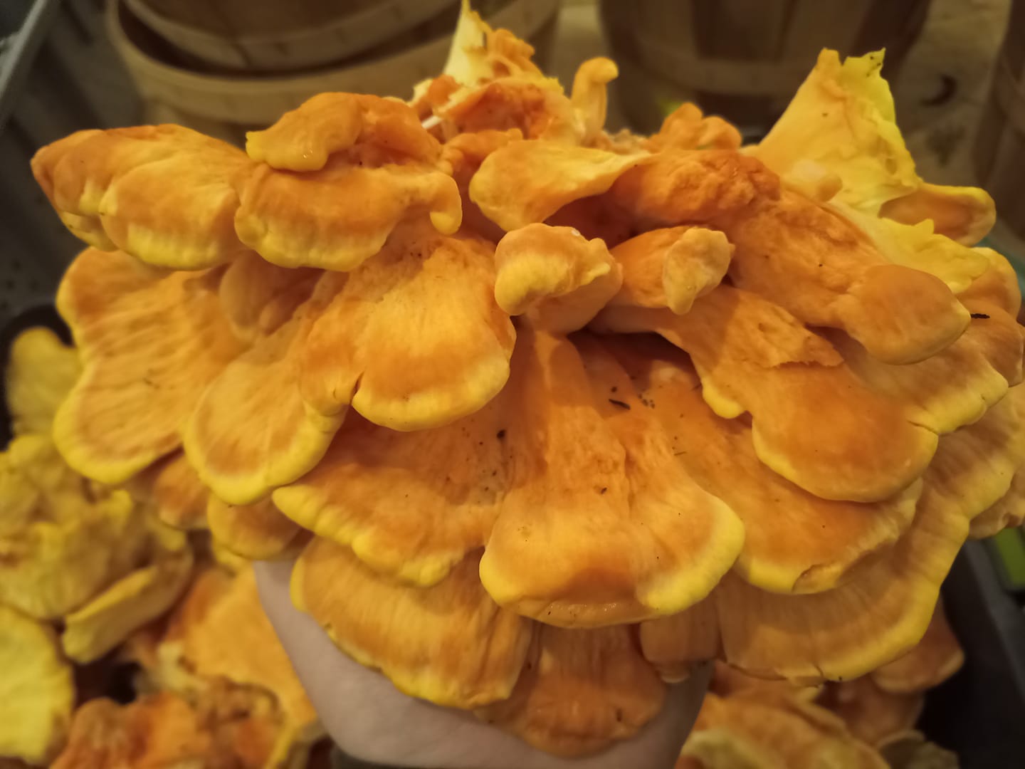 We have dozens of pounds of chicken of the woods for sale if anyone is interested.