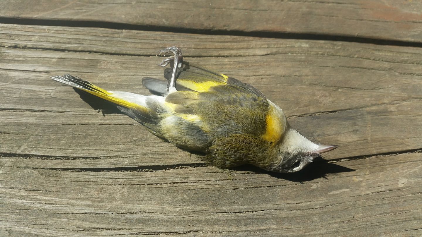 Found this little songbird bird dead under a window. Not a bird I recognize.
