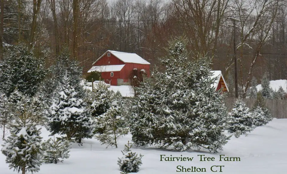 Fairview Tree Farm LLC