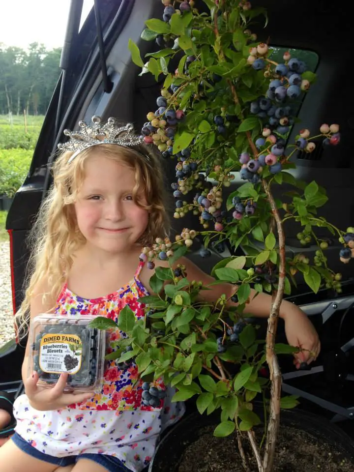 DiMeo Blueberry Farms & Blueberry Plants Nursery