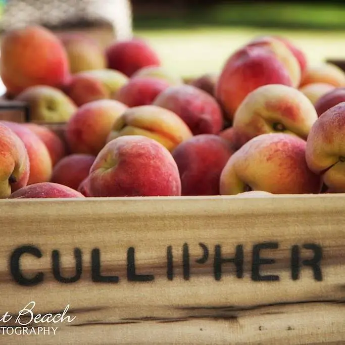 Cullipher Farm Market