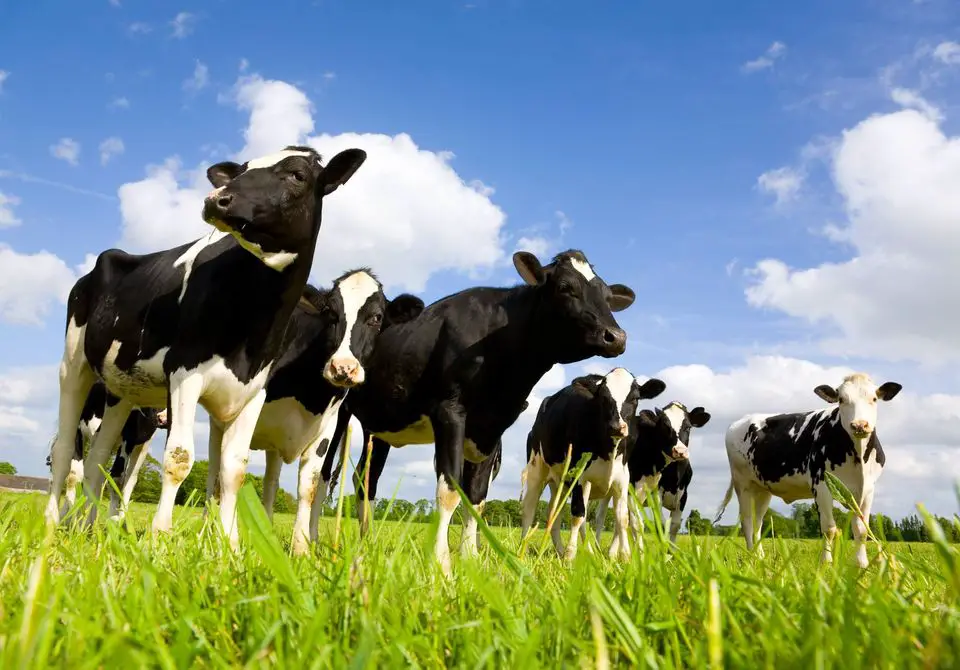 Florida Dairy Farmers Inc