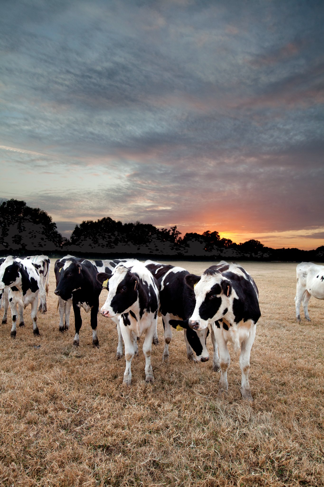 Florida Dairy Farmers Inc