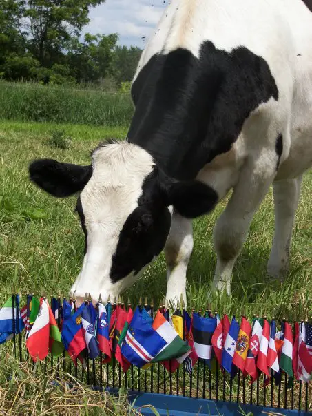 Global Cow