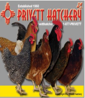 Company logo of Privett Hatchery