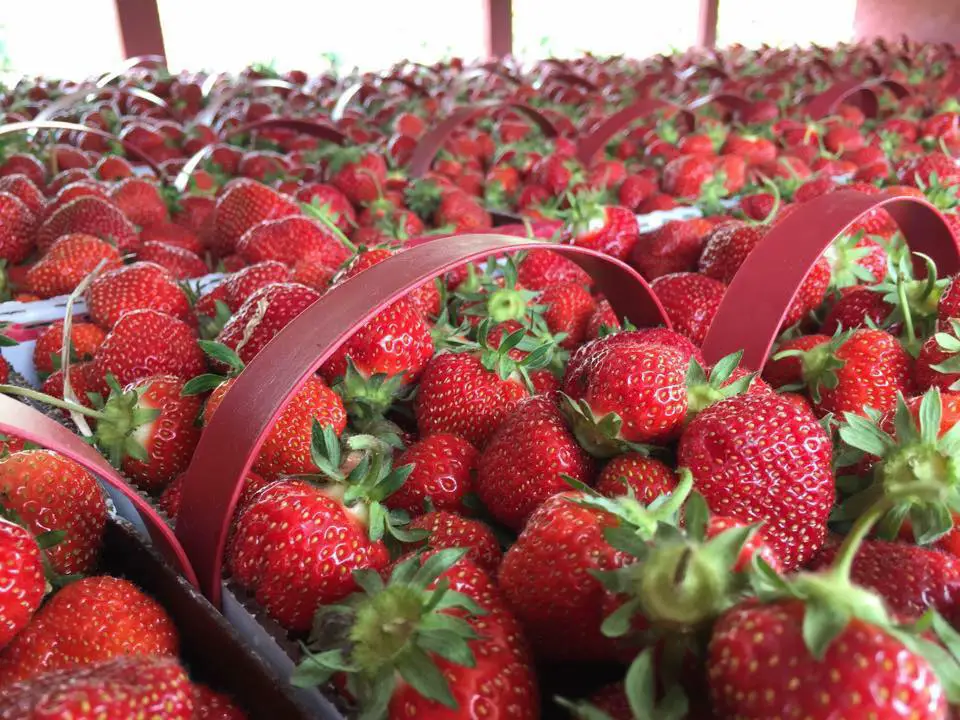 Thompson Strawberry Farm