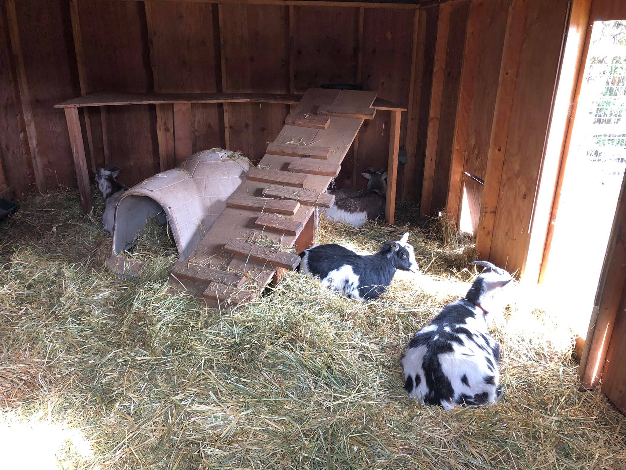 The web design team is taking a well deserved rest. Their office has been redecorates with fresh straw and bedding.