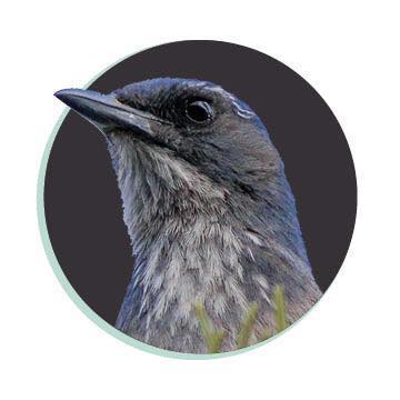 Company logo of Treebird Branding