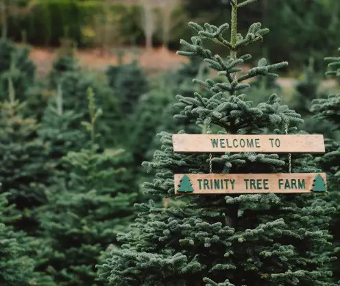 Business logo of Trinity Tree Farm