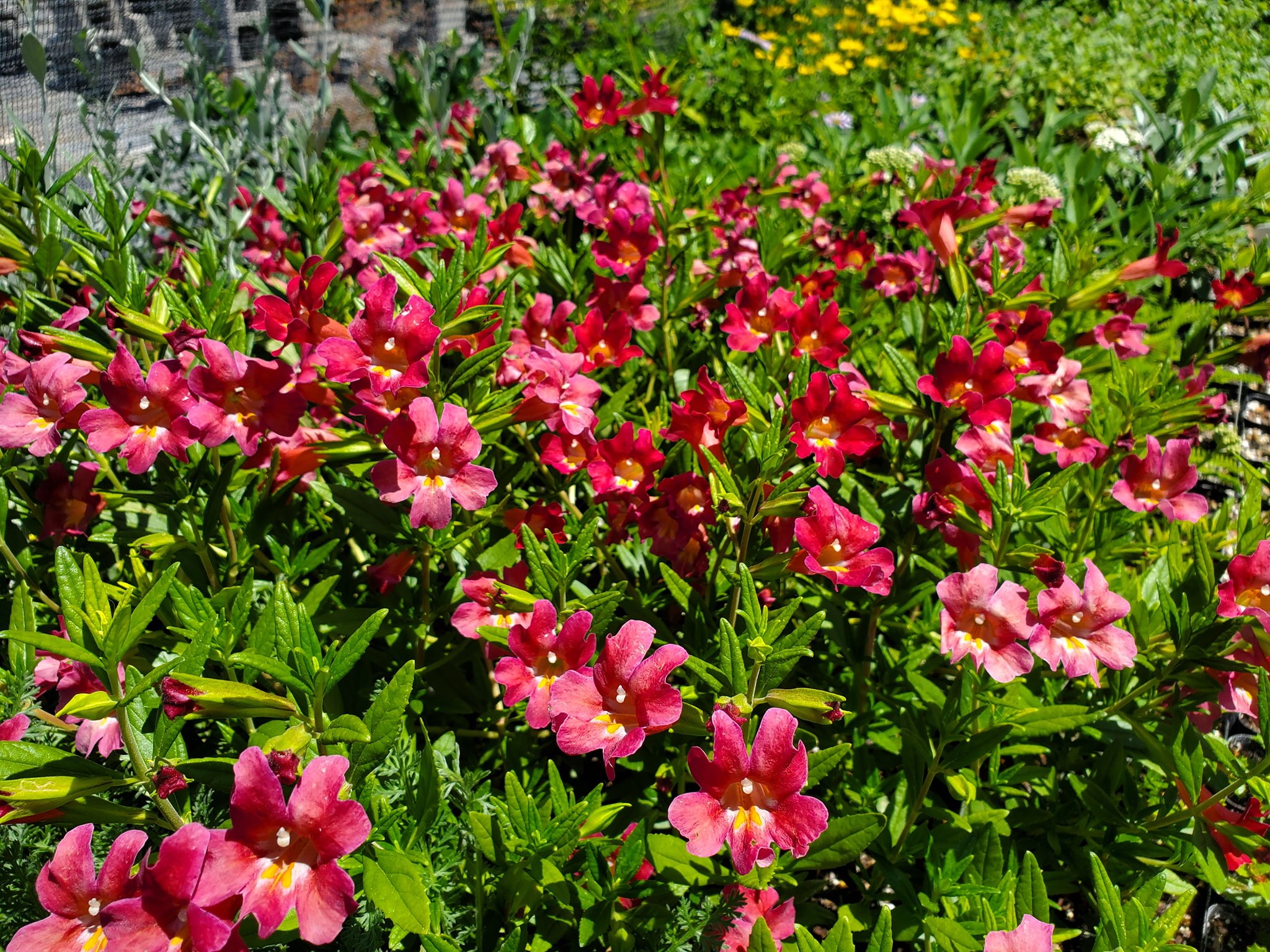 California Flora Nursery