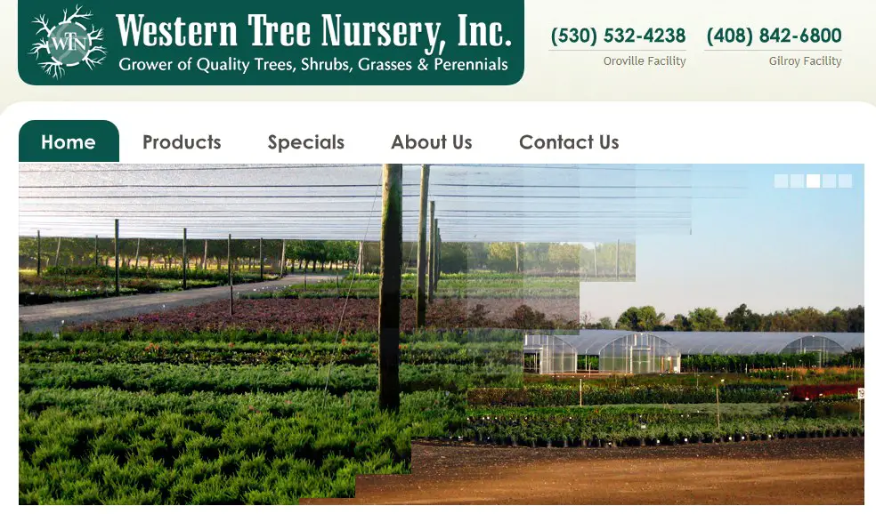 Company logo of Western Tree Nursery Inc