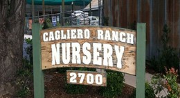 Company logo of Cagliero Ranch Nursery