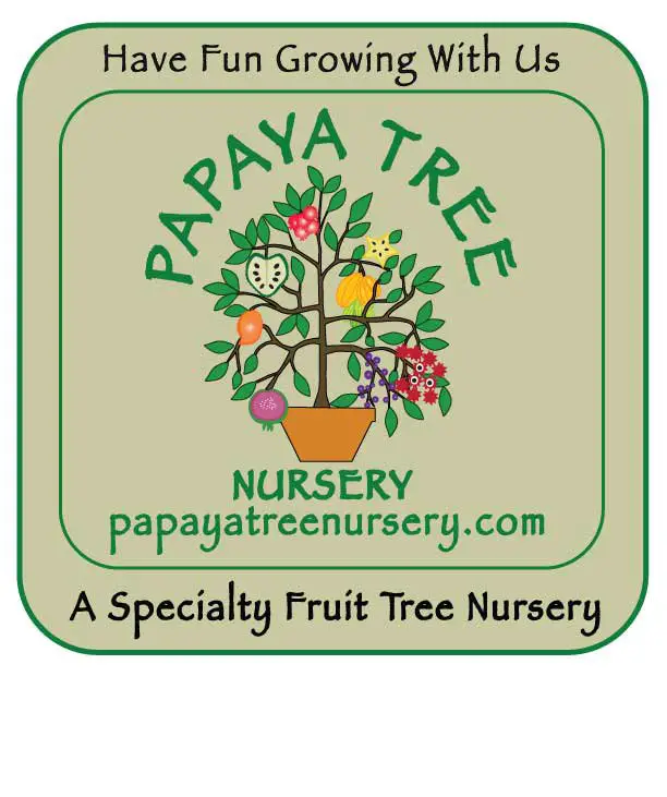 Company logo of Papaya Tree Nursery (Open by same-day appointment only please)