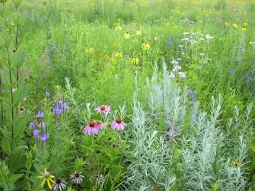 Meadowlark Nursery & Landscaping