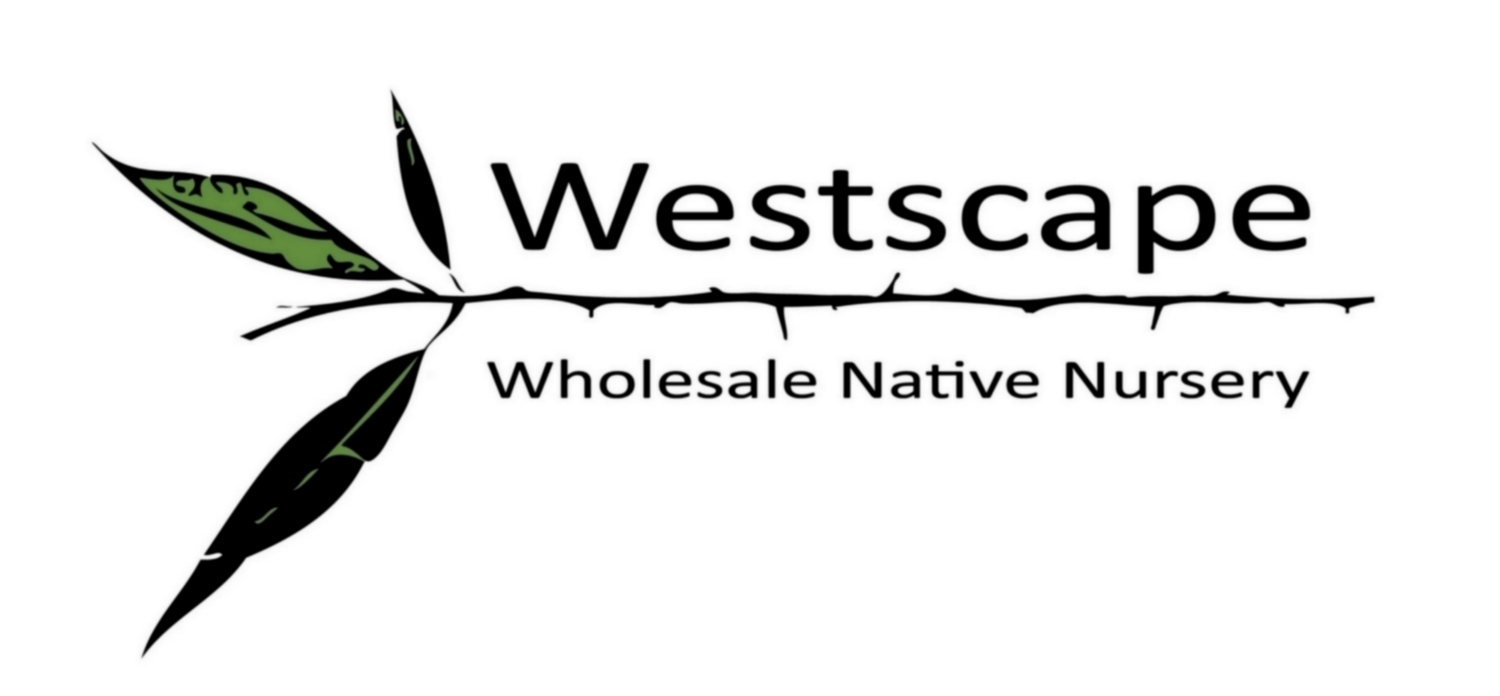 Company logo of Westscape Wholesale Nursery