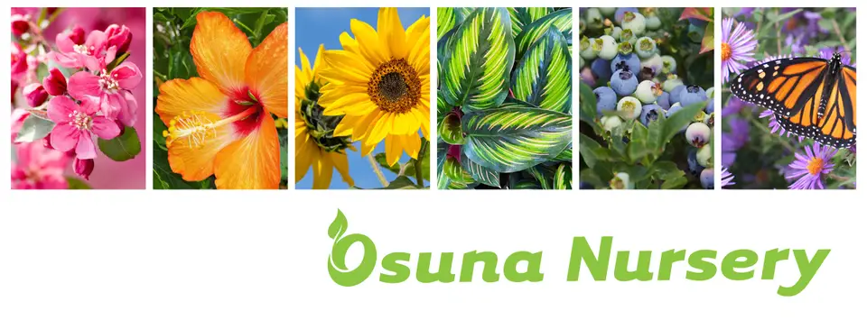 Osuna Nursery